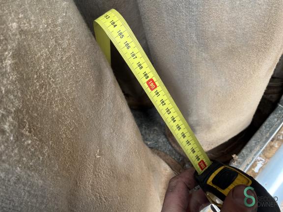 Disa HOU10.345 9 17866